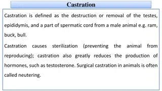 Maintenance of Male Livestock: Castration Procedures Explained