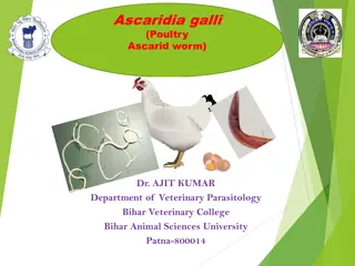 Ascaridia Galli: Poultry Ascarid Worm Information