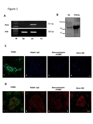 Research Findings on Beta-Endorphin and Progesterone Interaction