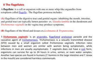 Flagellates in Protozoa Research