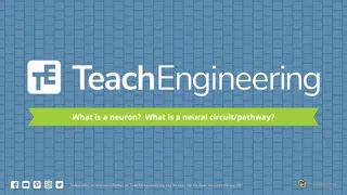 Neurons and Neural Circuits: A Brief Overview