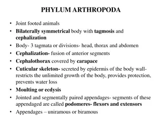 Arthropoda: Joint-Footed Animals with Bilaterally Symmetrical Body