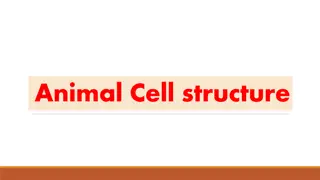 Explore Animal Cell Structure and Organelles in Detail
