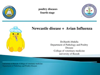 Newcastle Disease in Poultry: Symptoms, Strains, and Spread