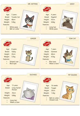 Meet the Fabulous Feline Friends