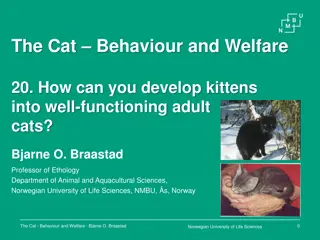 Developing Kittens into Well-Functioning Adult Cats