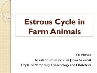Estrous Cycle in Farm Animals
