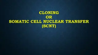 Cloning Techniques: SCNT, Embryo Splitting, and Normal Fertilization