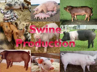 Swine Management Practices and Breeds Overview