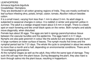Cotton Pests in India