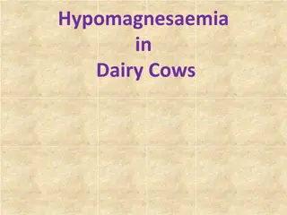 Hypomagnesaemia in Dairy Cows
