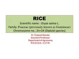 Rice: Scientific Facts and Culinary Implications
