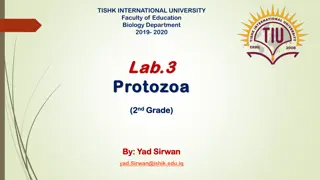 Protozoa: Characteristics, Classification, and Binomial Nomenclature