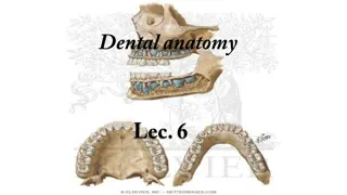 Mandibular Incisors in Dental Anatomy