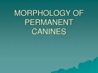 Permanent Canine Morphology and Functions