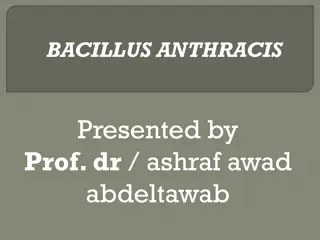 Learn about Bacillus Anthracis Morphology, Characteristics, and Distribution