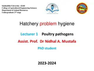 Managing Poultry Pathogens: Importance of Hygiene in Hatcheries