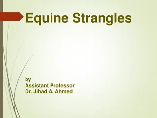 Equine Strangles: Causes, Symptoms, and Treatment