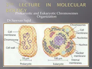 Chromosome Organization in Prokaryotic and Eukaryotic Cells