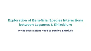 Beneficial Interactions between Legumes & Rhizobium: Plant Survival Tips