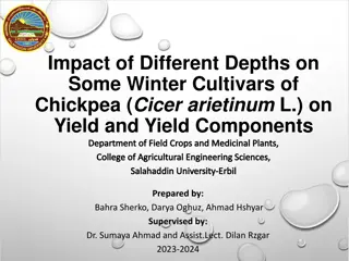 Impact of Different Depths on Winter Chickpea Varieties in Erbil, Iraq