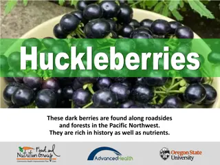 Discover the Health Benefits of Huckleberries in the Pacific Northwest