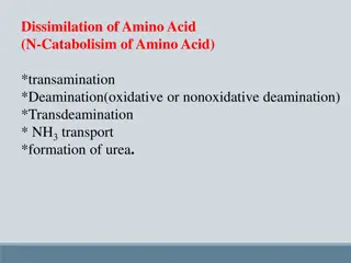 Amino Acid Catabolism: Transamination, Deamination, and Clinical Significance