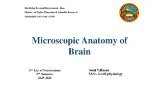 Microscopic Anatomy of Brain: Neurons, Glial Cells, and Synapses