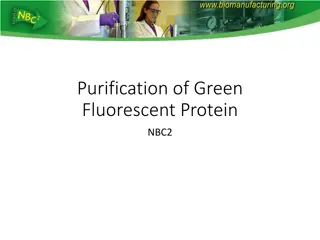 Purification Process of Green Fluorescent Protein in Biomanufacturing