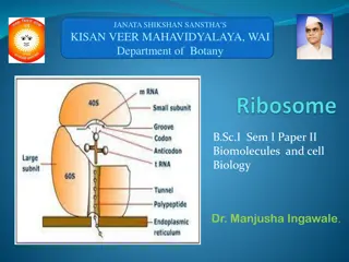 Ribosomes and Their Role in Protein Synthesis