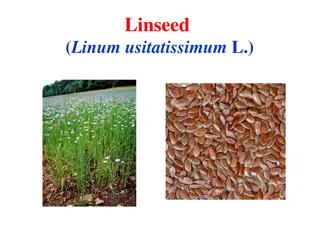 Linseed: Uses, Benefits, and Medicinal Properties