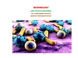 Bacterial Life Cycle and Growth Phases: Exploring Microbiology