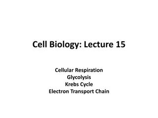 Cellular Respiration: Glycolysis, Krebs Cycle, and Electron Transport Chain