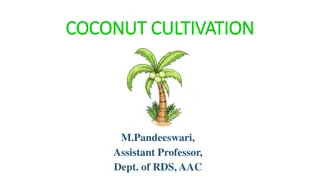 Coconut Cultivation Guide: Varieties, Planting, and Harvesting Tips