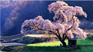 Unity and Love Through Sacred Moments