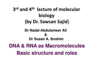 DNA and RNA Macromolecules: Structure and Roles in Molecular Biology Lectures