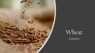 Different Classes of Wheat and Their Applications