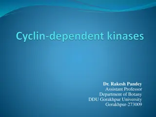 Regulation of Cell Cycle by Protein Kinases and Cyclins