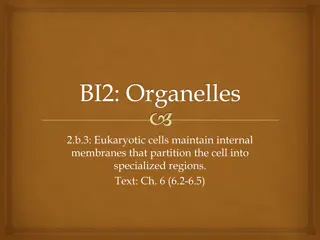 Eukaryotic Cell Organelles and Functions