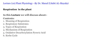 Plant Respiration and its Significance in Cellular Processes