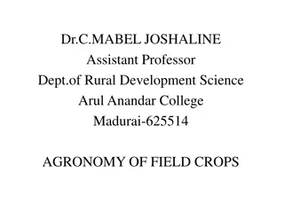 Pearl Millet Cultivation Guide: Varieties, Climate, and Method of Cultivation
