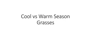 Choosing Between Cool and Warm Season Grasses: A Comprehensive Guide