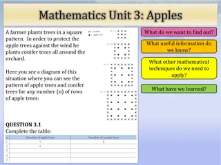 Square Pattern Orchard Planting for Apple Trees Protection