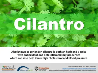 Cilantro: Health Benefits and Culinary Uses