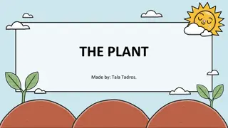 Plant Life: From Growth to Photosynthesis