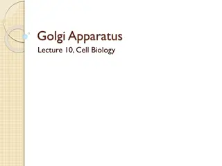Exploring the Intriguing Golgi Apparatus in Cell Biology