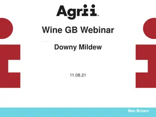 Effective Strategies for Downy Mildew Control in Wine Production