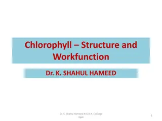 Chlorophyll Structure and Function in Photosynthesis