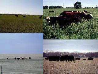 Impact of Environment on Forage Quality & Grazing Performance