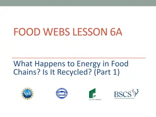 Energy Flow in Food Chains: Recycling and Decomposition Explained